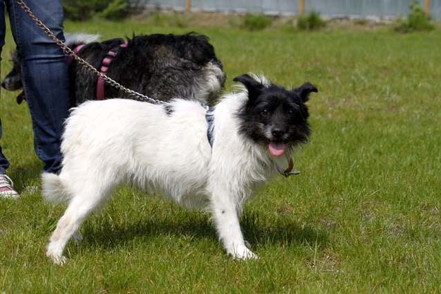 2017 - Jack Russel Terrier-Mix entlaufen
